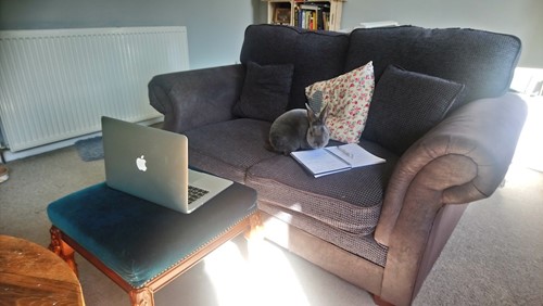 Home office with my assitant Stanley